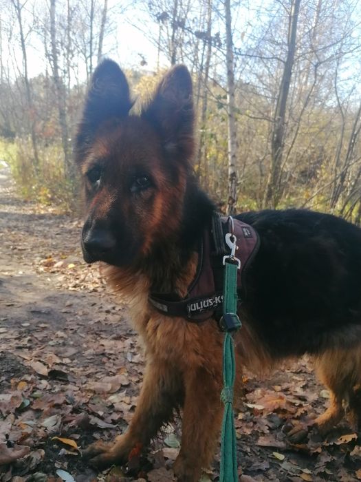 KIRA młoda suczka w typie owczarka niemieckiego szuka domu