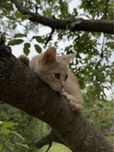 Віддам кошенят