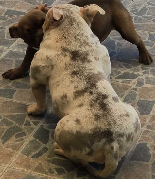 American Bully fêmea 9 meses lilac Tri merle