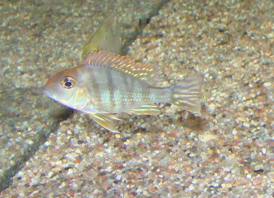 Ziemiojad red head tapajos