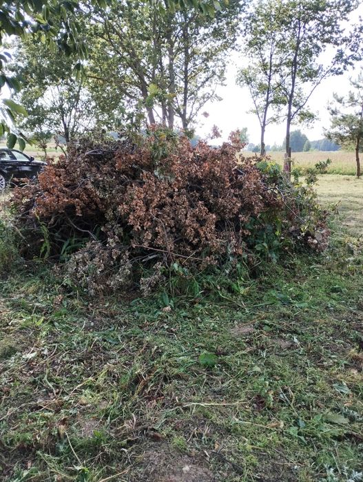 Gałęzie dąb,kasztan 50/50. Szczukwin