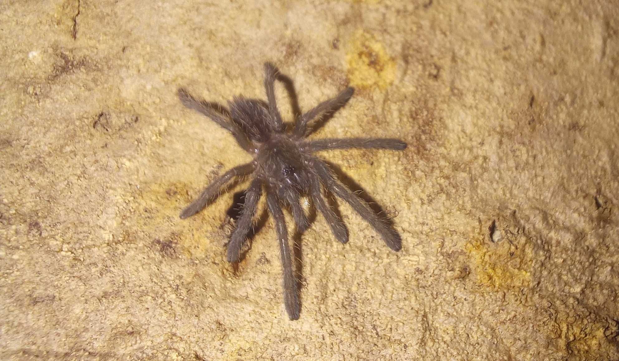 Паук Cyriopagopus lividus (ex Haplopelma lividum)