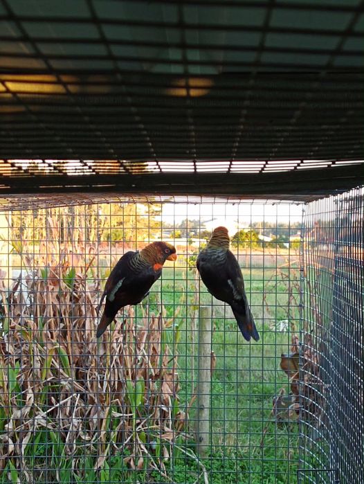Casal de loris fuscata