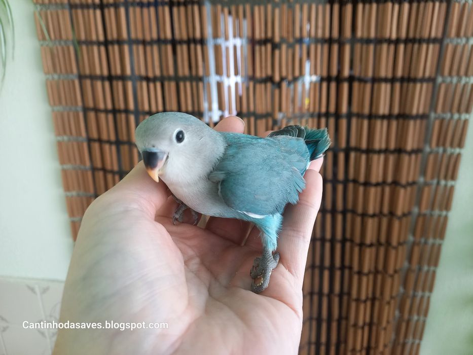 Roseicollis para acabar de criar à mão