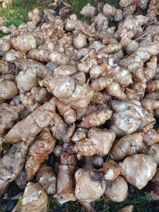 Ekologiczny  topinambur  10 kg ALBIK