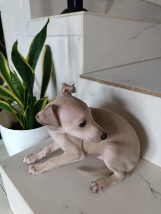 Charcik włoski- piesek