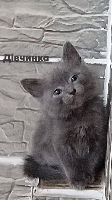 Кошенята в добрі руки