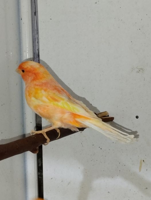 Samce kanarki czerwone i mozaiki