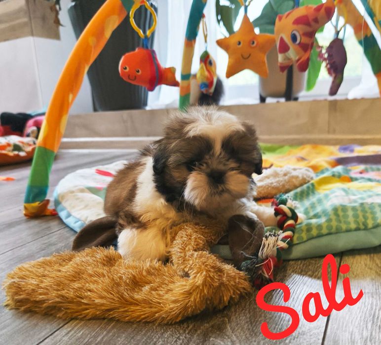Shih Tzu urocza Sali