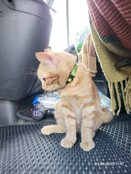 Прилаштовується котик