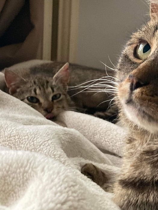 Przepiękne miłe młode kotki do adopcji przytulaste za darmo zdrowe