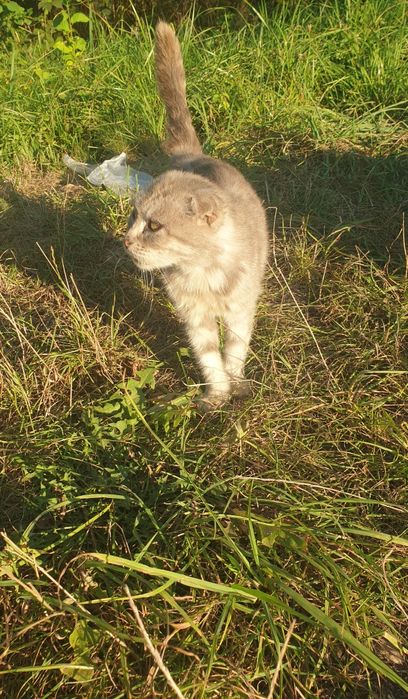 Віддам в добрі руки
