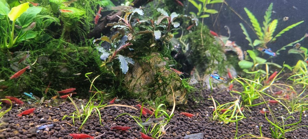 Guppies endler puros