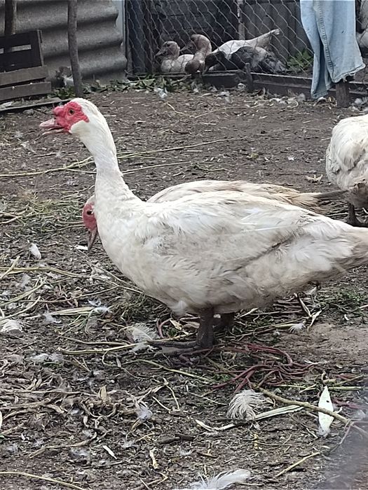 Шипун селезень важка німецька лінія