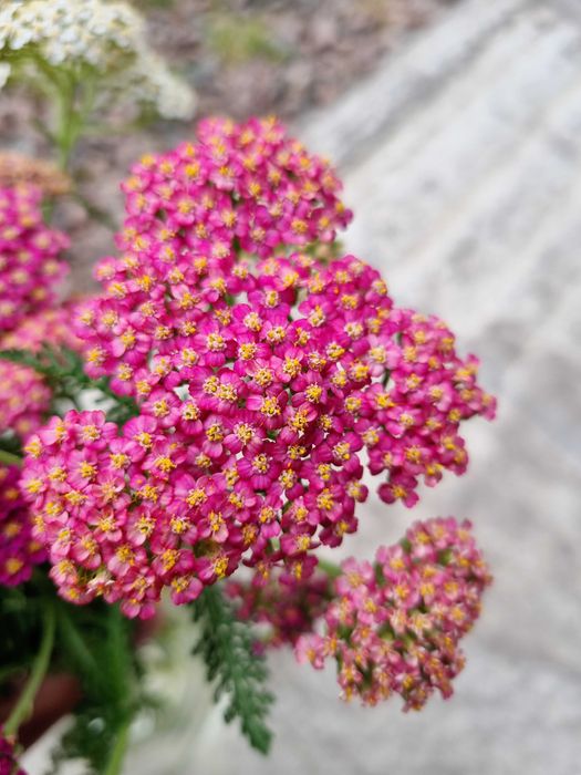 Набор тысячелистников саженцев