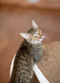 Кардамон , 11 месяцев, полосатый котик, чудесный котенок