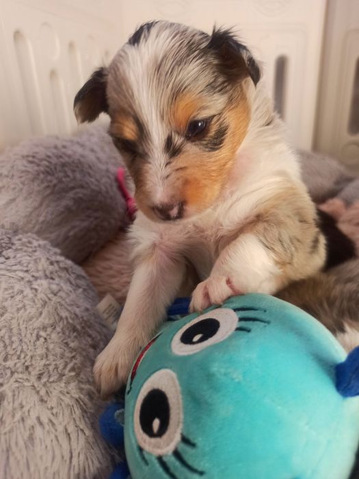 Owczarek szetlandzki suczka Blue merle