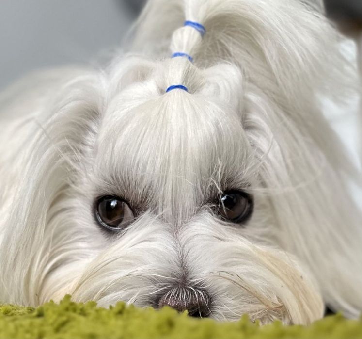 Мальчик мальтезе КСУ, готов к вязке.