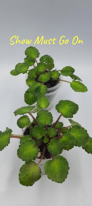 Фіалки химери листові