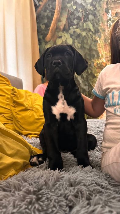 Кане-Корсо  щенки цуценята