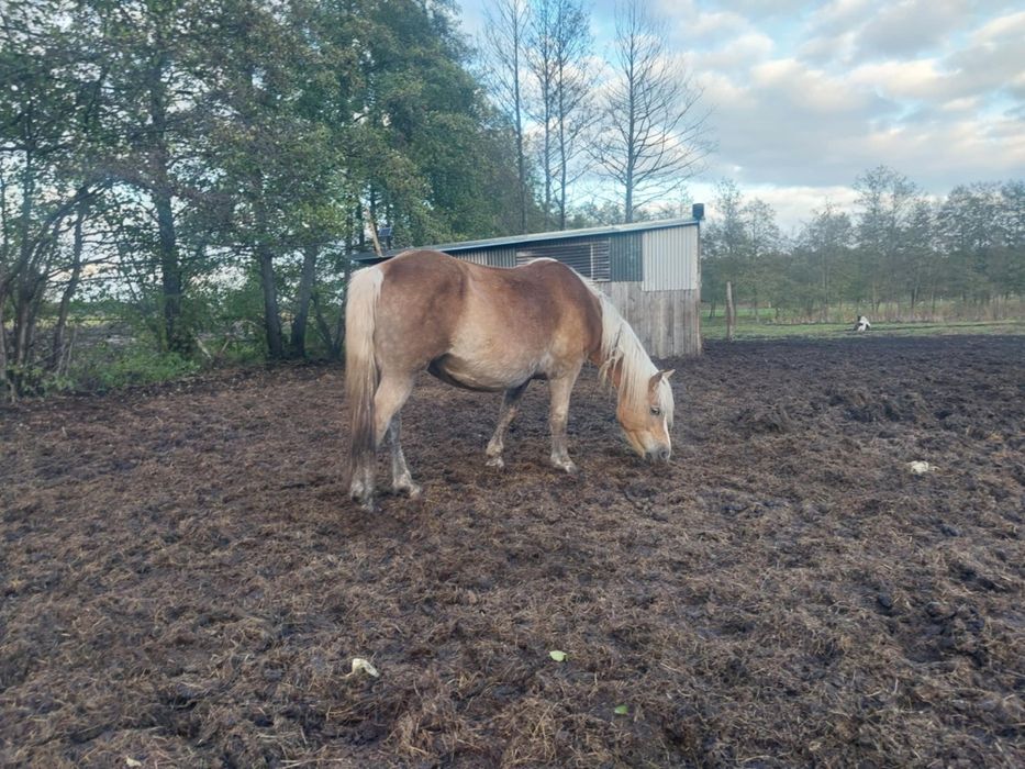 Źrebna klacz haflinger z licencją