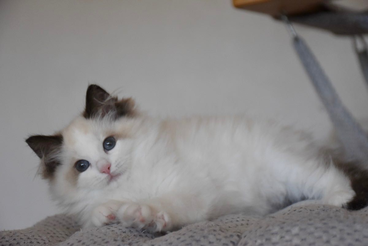 Cudowna koteczka Ragdoll Sisi z rodowodem FIFE