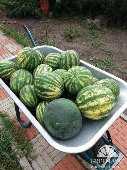 Продаж Терміново будинок с.Красне 160м2 25соток