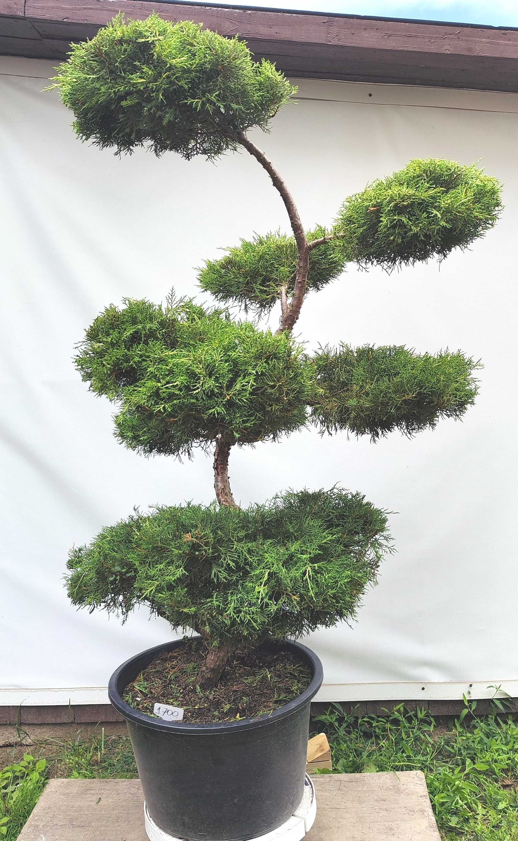 Bonsai Niwaki Jałowiec Gold Star