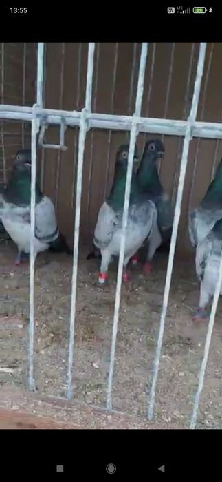 Dresze deresie gołębie