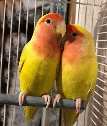 Неразлучники и волнистые попугаи