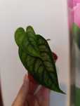 Monstera Siltepecana
