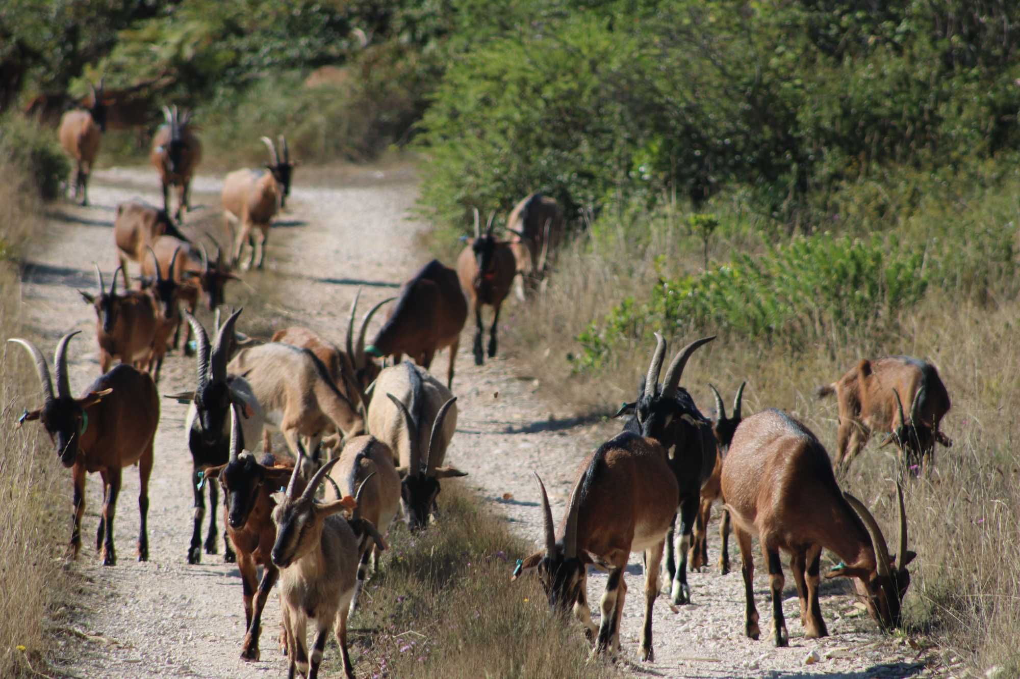 rebanho cabras raça bravia