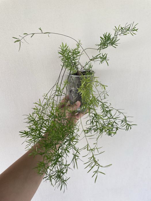 Аспарагус, кімнатні рослини