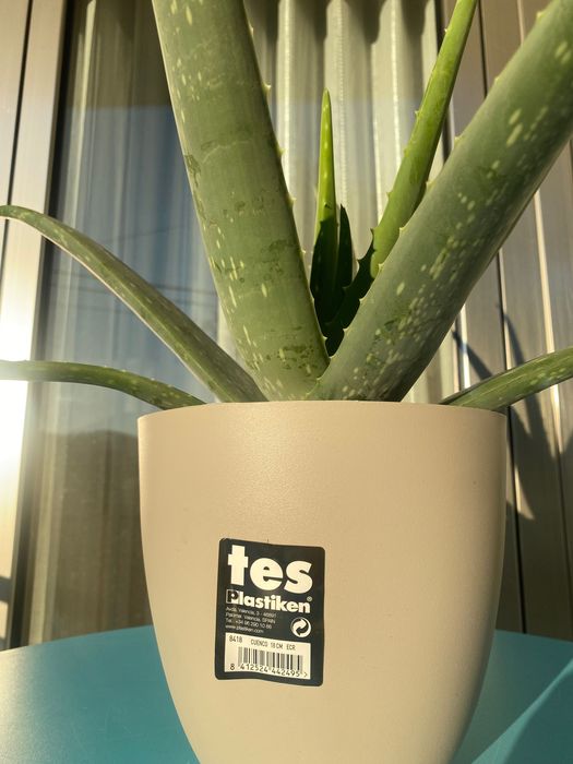 Aloé Vera Medicinal