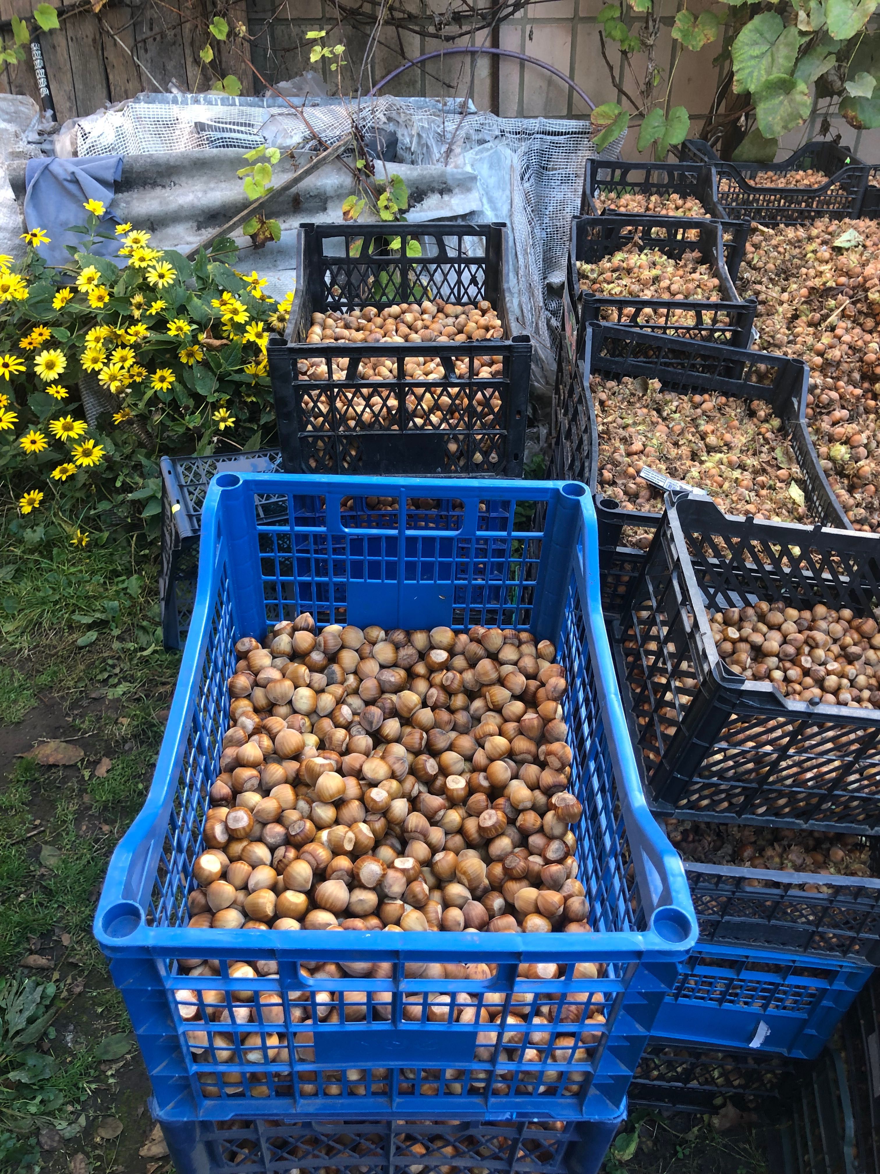 Продам горіхи фундука сорт барселонський