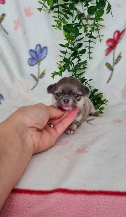 Excelente mini menina semi pelo Chihuahua/Chiuaua de Qualidade
