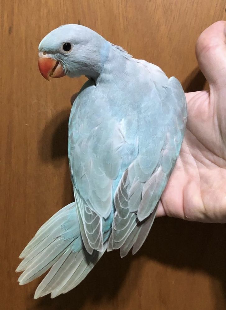 Ожереловые попугаи птенцы синие
