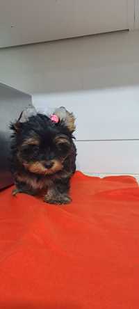 Yorkshire Terrier york miniaturka