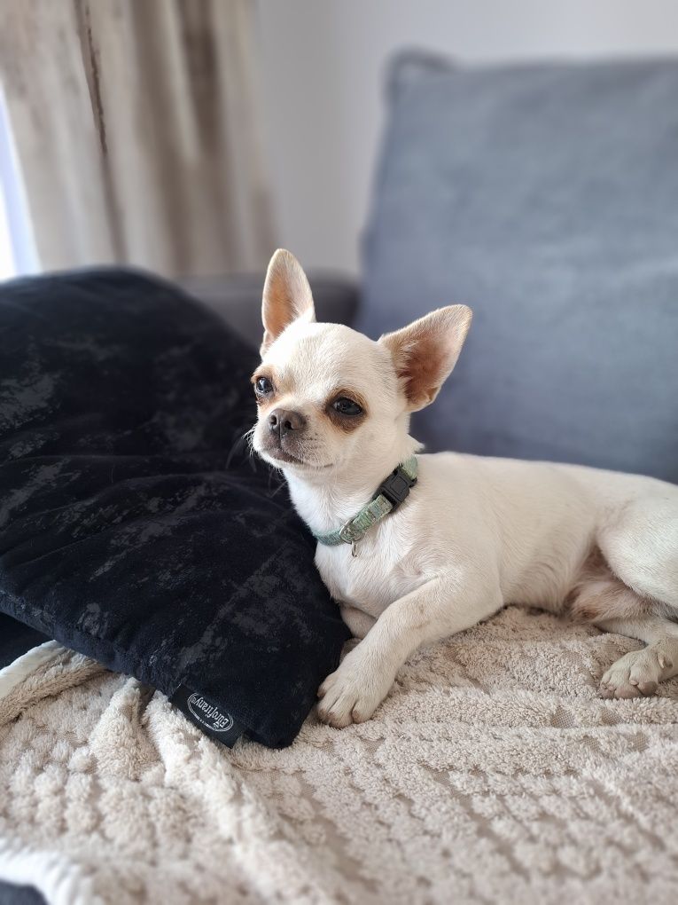 Pocieszny piesek chihuahua