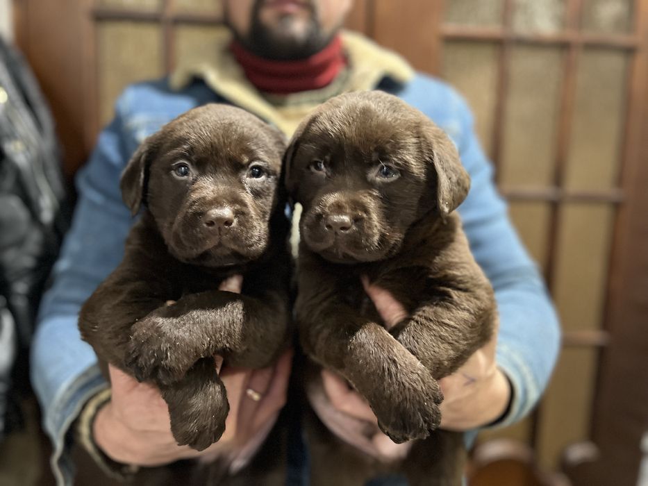 Шоколад.ксу. Ціна супер