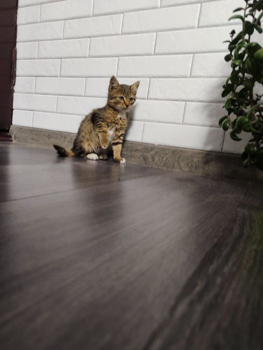 Котик в добрі ручки