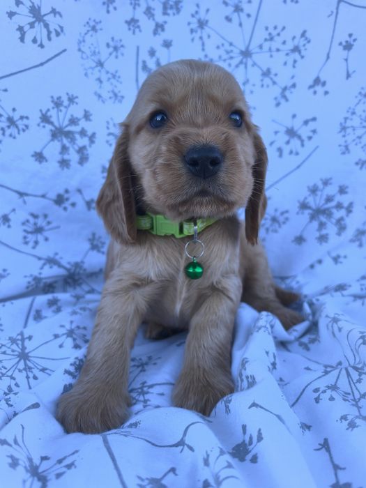 Śliczny szczeniak Cocker spaniel