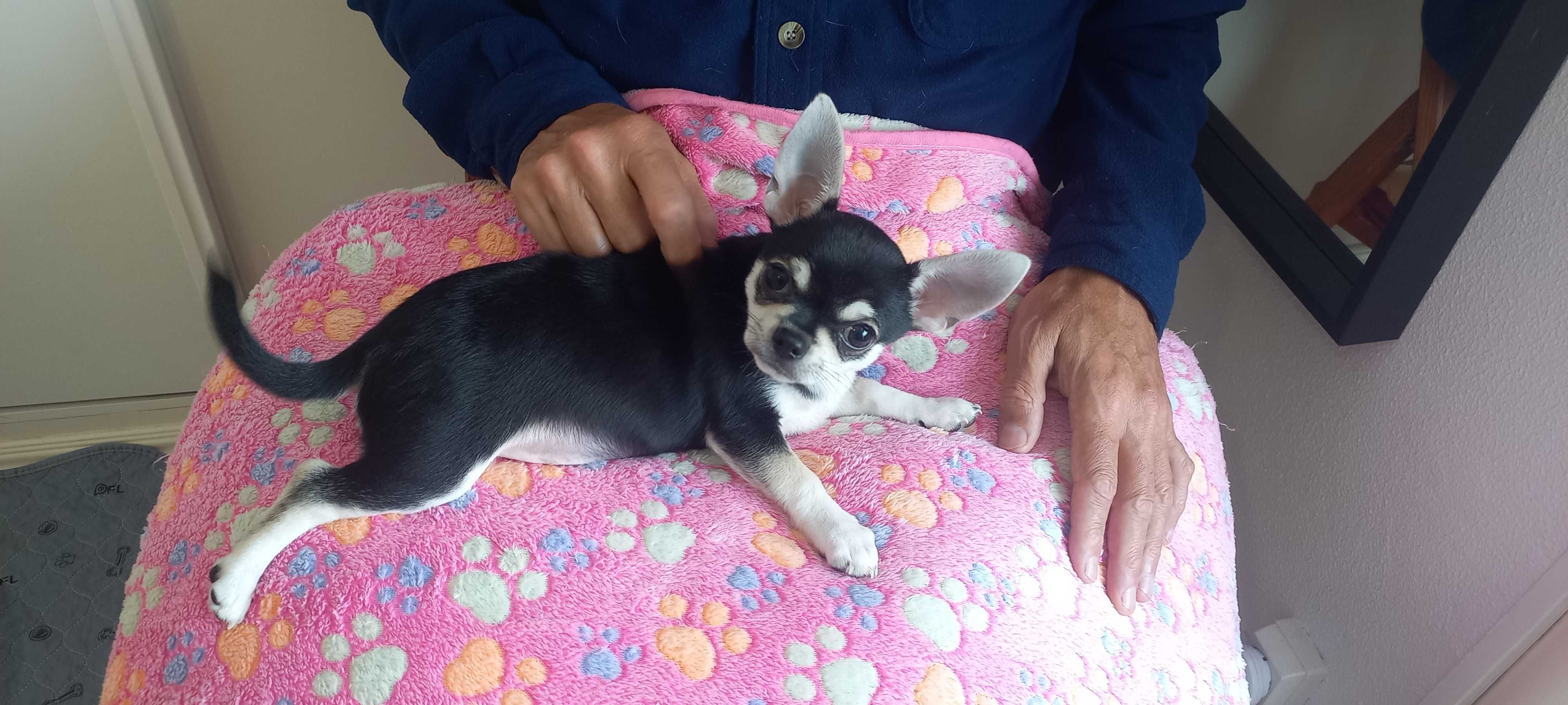 Chihuahua macho 19/01/2025 no pedigree