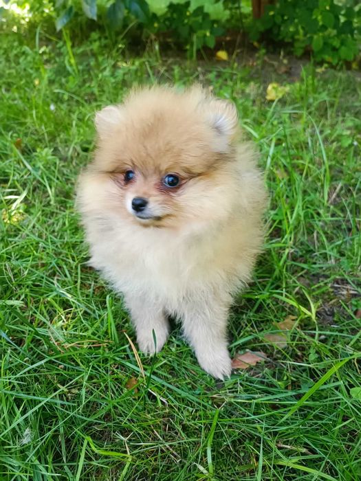 Szpic Miiniaturowy Pomeranian   sunia w kolorze orange.