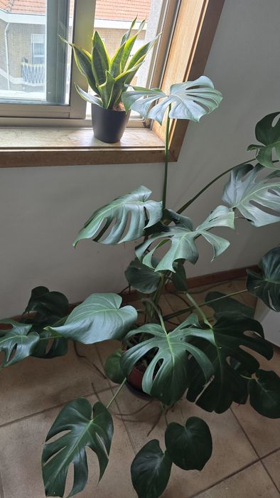 Urgente Planta Costela de Adão + Espada