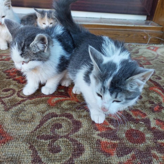 Кошеня безкоштовно