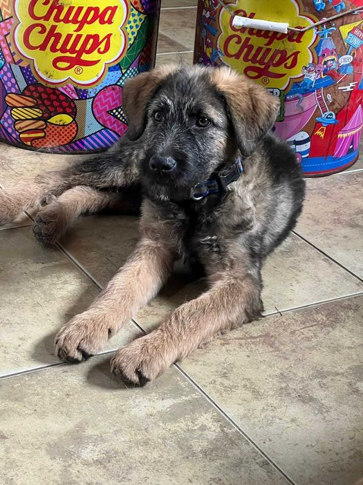 Szczeniak szuka domu