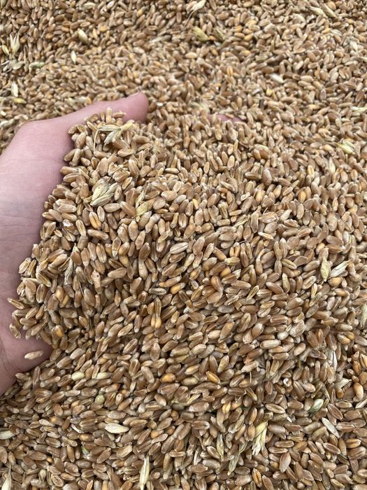 Pszenica 2025 !! ozima! Plony\zbiór