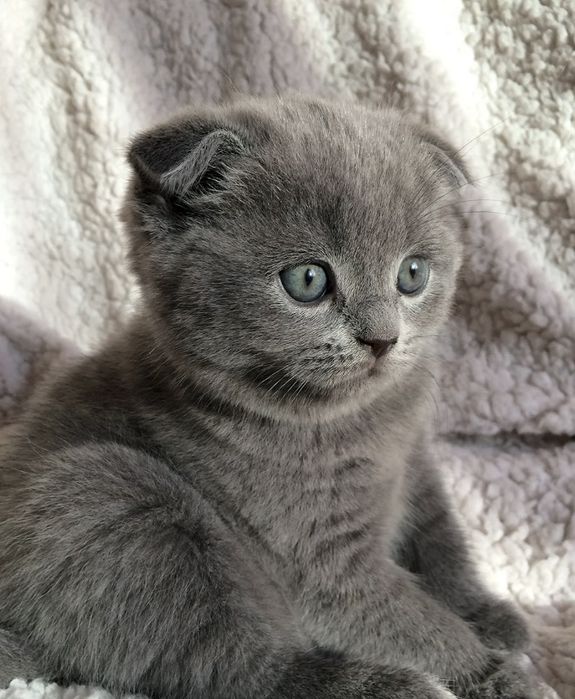 Продам чудесного котенка