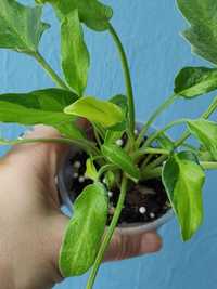 Філодендрон Xanadu dwarf variegata